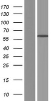 CCDC64B Protein - Western validation with an anti-DDK antibody * L: Control HEK293 lysate R: Over-expression lysate