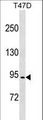 CCDC66 Antibody - CCDC66 Antibody western blot of T47D cell line lysates (35 ug/lane). The CCDC66 antibody detected the CCDC66 protein (arrow).