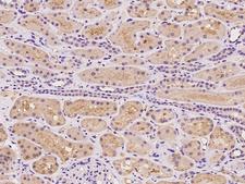 CCDC67 Antibody - Immunochemical staining of human CCDC67 in human kidney with rabbit polyclonal antibody at 1:100 dilution, formalin-fixed paraffin embedded sections.