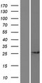 CCDC71L Protein - Western validation with an anti-DDK antibody * L: Control HEK293 lysate R: Over-expression lysate