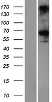 CCDC76 Protein - Western validation with an anti-DDK antibody * L: Control HEK293 lysate R: Over-expression lysate