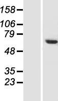 CCDC77 Protein - Western validation with an anti-DDK antibody * L: Control HEK293 lysate R: Over-expression lysate