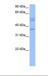 CCDC78 Antibody - HepG2 cell lysate. Antibody concentration: 1.0 ug/ml. Gel concentration: 12%.  This image was taken for the unconjugated form of this product. Other forms have not been tested.
