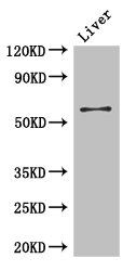 CCDC8 Antibody - Western Blot Positive WB detected in:Mouse liver tissue All Lanes: CCDC8 antibody at 3ug/ml Secondary Goat polyclonal to rabbit IgG at 1/50000 dilution Predicted band size: 60 kDa Observed band size: 60 kDa