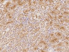 CCDC8 Antibody - Immunochemical staining of human CCDC8 in human kidney with rabbit polyclonal antibody at 1:100 dilution, formalin-fixed paraffin embedded sections.