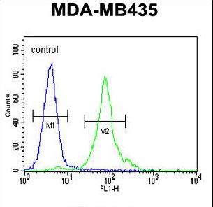 CCDC81 Antibody - CCDC81 Antibody flow cytometry of MDA-MB435 cells (right histogram) compared to a negative control cell (left histogram). FITC-conjugated goat-anti-rabbit secondary antibodies were used for the analysis.