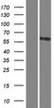 CCDC81 Protein - Western validation with an anti-DDK antibody * L: Control HEK293 lysate R: Over-expression lysate