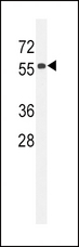 CCDC85C Antibody - CC85C Antibody western blot of 293 cell line lysates (35 ug/lane). The CC85C antibody detected the CC85C protein (arrow).