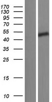 CCDC85C Protein - Western validation with an anti-DDK antibody * L: Control HEK293 lysate R: Over-expression lysate