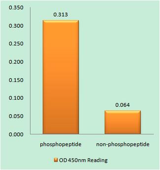 CCDC88A / GIV / Girdin Antibody - The absorbance readings at 450 nM are shown in the ELISA figure.