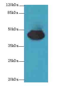 CCDC89 Antibody - Western blot. All lanes: CCDC89 antibody at 1.7 ug/ml+Mos- kidney tissue Goat polyclonal to rabbit at 1:10000 dilution. Predicted band size: 44 kDa. Observed band size: 44 kDa.