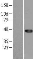 CCDC89 Protein - Western validation with an anti-DDK antibody * L: Control HEK293 lysate R: Over-expression lysate