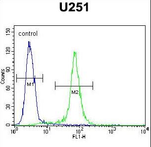 CCDC9 Antibody - CCDC9 Antibody flow cytometry of U251 cells (right histogram) compared to a negative control cell (left histogram). FITC-conjugated goat-anti-rabbit secondary antibodies were used for the analysis.