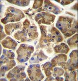 CCDC90B Antibody - CCDC90B Antibody immunohistochemistry of formalin-fixed and paraffin-embedded human pancreas tissue followed by peroxidase-conjugated secondary antibody and DAB staining.