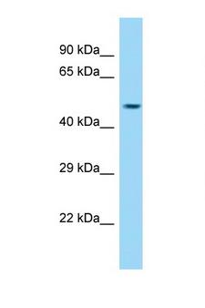 CCDC91 Antibody - CCDC91 antibody Western blot of Mouse Pancreas lysate. Antibody concentration 1 ug/ml.  This image was taken for the unconjugated form of this product. Other forms have not been tested.
