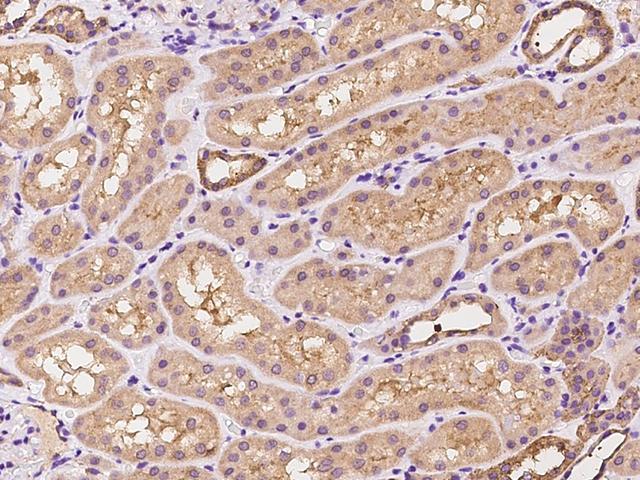 CCDC91 Antibody - Immunochemical staining of human CCDC91 in human kidney with rabbit polyclonal antibody at 1:100 dilution, formalin-fixed paraffin embedded sections.