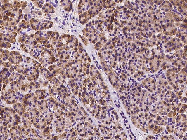 CCDC91 Antibody - Immunochemical staining of human CCDC91 in human pancreas with rabbit polyclonal antibody at 1:100 dilution, formalin-fixed paraffin embedded sections.