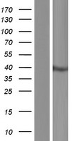 CCDC92 Protein - Western validation with an anti-DDK antibody * L: Control HEK293 lysate R: Over-expression lysate