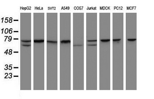 CCDC93 Antibody - Western blot of extracts (35 ug) from 9 different cell lines by using anti-CCDC93 monoclonal antibody (HepG2: human; HeLa: human; SVT2: mouse; A549: human; COS7: monkey; Jurkat: human; MDCK: canine; PC12: rat; MCF7: human).