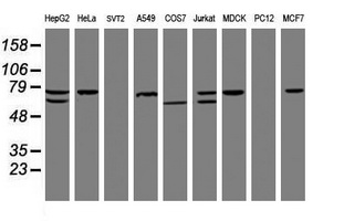 CCDC93 Antibody - Western blot of extracts (35ug) from 9 different cell lines by using anti-CCDC93 monoclonal antibody (HepG2: human; HeLa: human; SVT2: mouse; A549: human; COS7: monkey; Jurkat: human; MDCK: canine; PC12: rat; MCF7: human).