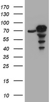CCDC93 Antibody - HEK293T cells were transfected with the pCMV6-ENTRY control (Left lane) or pCMV6-ENTRY CCDC93 (Right lane) cDNA for 48 hrs and lysed. Equivalent amounts of cell lysates (5 ug per lane) were separated by SDS-PAGE and immunoblotted with anti-CCDC93.