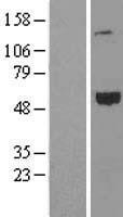 CCER1 Protein - Western validation with an anti-DDK antibody * L: Control HEK293 lysate R: Over-expression lysate