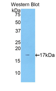 CCK / Cholecystokinin Antibody - Western blot of recombinant Cholecystokinin / CCK.  This image was taken for the unconjugated form of this product. Other forms have not been tested.