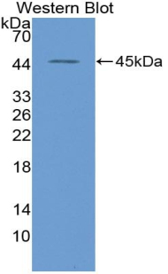 CCK / Cholecystokinin Antibody - Western Blot; Sample: Recombinant protein.