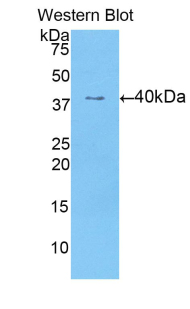 CCK / Cholecystokinin Antibody - Western blot of recombinant Cholecystokinin / CCK.  This image was taken for the unconjugated form of this product. Other forms have not been tested.