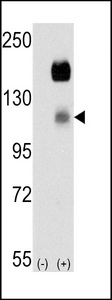 CCK4 / PTK7 Antibody - Western blot of CCK4 (arrow) using rabbit polyclonal CCK4 Antibody. 293 cell lysates (2 ug/lane) either nontransfected (Lane 1) or transiently transfected with the PTK7 gene (Lane 2) (Origene Technologies).