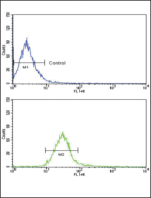 CCK4 / PTK7 Antibody - Flow cytometric of NCI-H460 cells using CCK4 (PTK7) Antibody (bottom histogram) compared to a negative control cell (top histogram). FITC-conjugated goat-anti-rabbit secondary antibodies were used for the analysis.