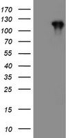 CCK4 / PTK7 Antibody - HEK293T cells were transfected with the pCMV6-ENTRY control (Left lane) or pCMV6-ENTRY PTK7 (Right lane) cDNA for 48 hrs and lysed. Equivalent amounts of cell lysates (5 ug per lane) were separated by SDS-PAGE and immunoblotted with anti-PTK7.