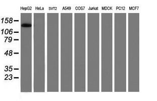 CCK4 / PTK7 Antibody - Western blot of extracts (35 ug) from 9 different cell lines by using anti-PTK7 monoclonal antibody (HepG2: human; HeLa: human; SVT2: mouse; A549: human; COS7: monkey; Jurkat: human; MDCK: canine; PC12: rat; MCF7: human).