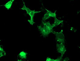 CCK4 / PTK7 Antibody - Anti-PTK7 mouse monoclonal antibody immunofluorescent staining of COS7 cells transiently transfected by pCMV6-ENTRY PTK7.