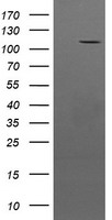 CCK4 / PTK7 Antibody - HEK293T cells were transfected with the pCMV6-ENTRY control (Left lane) or pCMV6-ENTRY PTK7 (Right lane) cDNA for 48 hrs and lysed. Equivalent amounts of cell lysates (5 ug per lane) were separated by SDS-PAGE and immunoblotted with anti-PTK7.