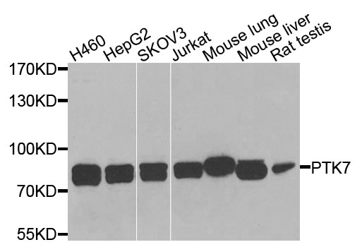 CCK4 / PTK7 Antibody - Western blot analysis of extracts of various cells.