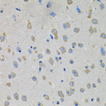 CCK4 / PTK7 Antibody - Immunohistochemistry of paraffin-embedded mouse brain tissue.