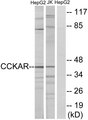 CCKAR / CCK1R Antibody - Western blot analysis of lysates from HepG2 and Jurkat cells, using CCKAR Antibody. The lane on the right is blocked with the synthesized peptide.