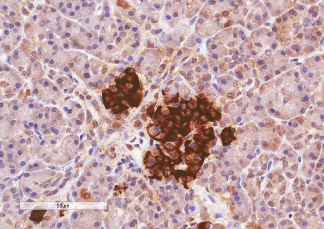 CCKAR / CCK1R Antibody - CCKAR Antibody (4µg/ml) staining of paraffin embedded Human Pancreas. Microwaved antigen retrieval with citrate buffer pH 6, HRP-staining.