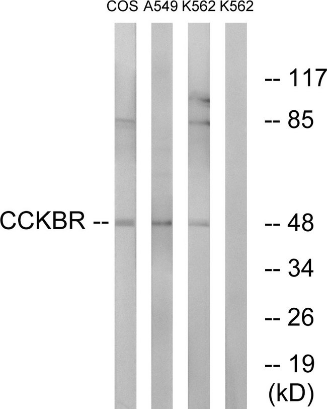 CCKBR / Cckb Antibody - Western blot analysis of lysates from A549, COS7, and K562 cells, using CCKBR Antibody. The lane on the right is blocked with the synthesized peptide.