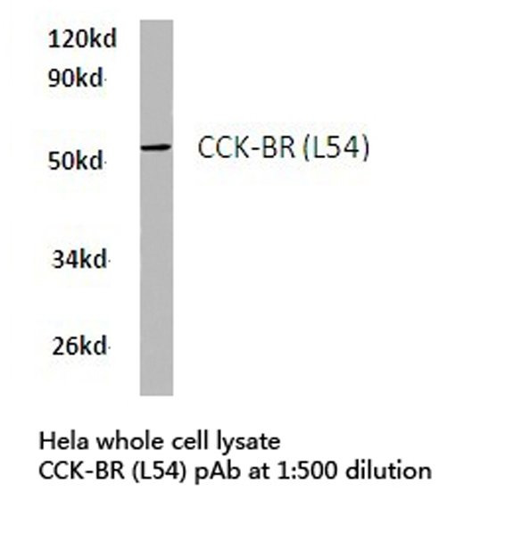 CCKBR / Cckb Antibody - Western blot of CCK-BR (L54) pAb in extracts from HeLa cells.