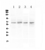 CCKBR / Cckb Antibody - Western blot - Anti-CCKBR Picoband antibody
