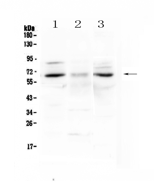 CCKBR / Cckb Antibody - Western blot - Anti-CCKBR Picoband antibody