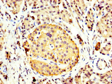 CCKBR / Cckb Antibody - Immunohistochemistry image at a dilution of 1:400 and staining in paraffin-embedded human pancreatic tissue performed on a Leica BondTM system. After dewaxing and hydration, antigen retrieval was mediated by high pressure in a citrate buffer (pH 6.0) . Section was blocked with 10% normal goat serum 30min at RT. Then primary antibody (1% BSA) was incubated at 4 °C overnight. The primary is detected by a biotinylated secondary antibody and visualized using an HRP conjugated SP system.