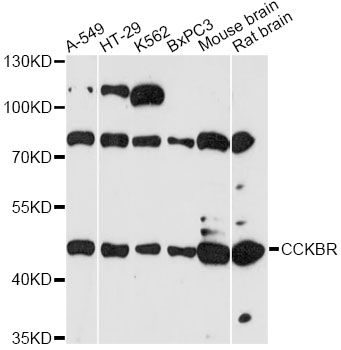 CCKBR / Cckb Antibody - Western blot analysis of extracts of various cell lines, using CCKBR antibody at 1:3000 dilution. The secondary antibody used was an HRP Goat Anti-Rabbit IgG (H+L) at 1:10000 dilution. Lysates were loaded 25ug per lane and 3% nonfat dry milk in TBST was used for blocking. An ECL Kit was used for detection and the exposure time was 90s.