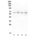 CCKBR / Cckb Antibody - Western blot testing of human 1) PANC-1, 2) U-87 MG, 3) COLO-320 and 4) SGC-7901 cell lysate with CCKBR antibody at 0.5ug/ml. Predicted molecular weight ~48 kDa, but can be observed at 68-97 kDa.