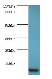 CCL11 / Eotaxin Antibody - Western blot. All lanes: CCL11 antibody at 5 ug/ml+HeLa whole cell lysate. Secondary antibody: Goat polyclonal to rabbit at 1:10000 dilution. Predicted band size: 11 kDa. Observed band size: 11 kDa.