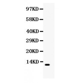 CCL11 / Eotaxin Antibody - Eotaxin antibody Western blot. All lanes: Anti Eotaxin at 0.5 ug/ml. WB: HELA Whole Cell Lysate at 40 ug. Predicted band size: 11 kD. Observed band size: 11 kD.