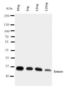 CCL11 / Eotaxin Antibody - WB of CCL11 / Eotaxin antibody. Lane 1: Recombinant Mouse Eotaxin Protein 10ng. Lane 2: Recombinant Mouse Eotaxin Protein 5ng. Lane 3: Recombinant Mouse Eotaxin Protein 2.5ng. Lane 4: Recombinant Mouse Eotaxin Protein 1.25ng.