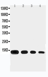 CCL11 / Eotaxin Antibody - Anti-Eotaxin antibody, Western blotting Lane 1: Recombinant mouse Eotaxin Protein 10ng Lane 2: Recombinant mouse Eotaxin Protein 5ng Lane 3: Recombinant mouse Eotaxin Protein 2. 5ng Lane 4: Recombinant mouse Eotaxin Protein 1. 25ng